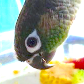 Beak