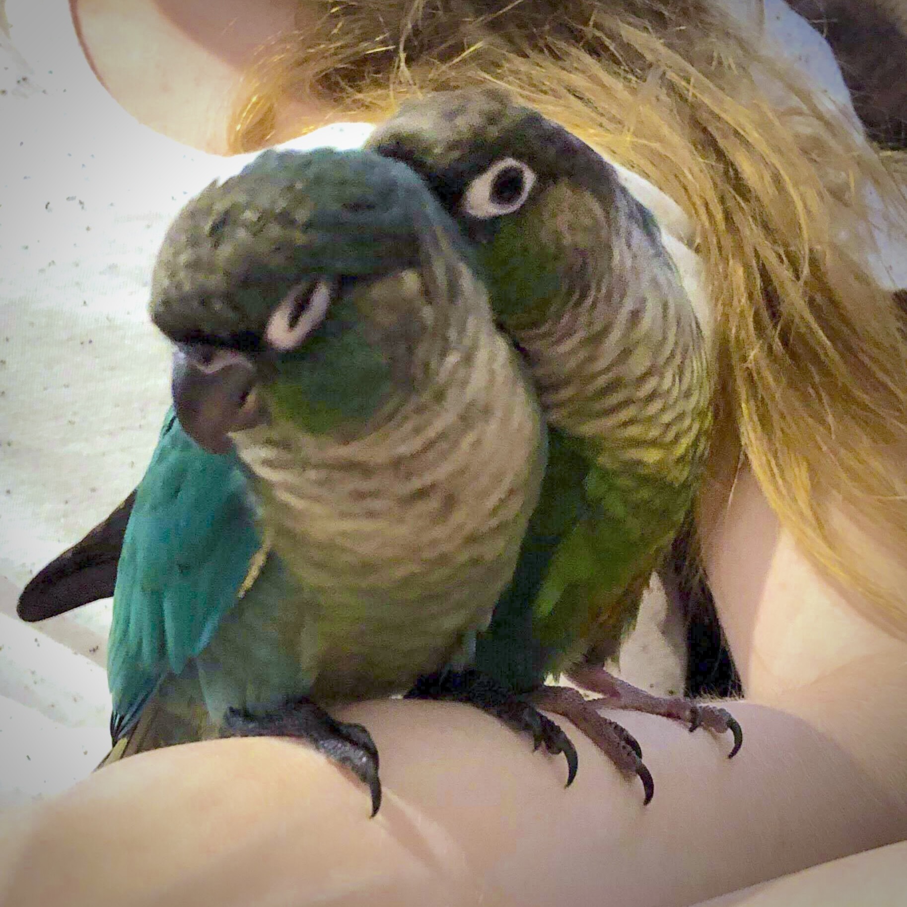Pudge